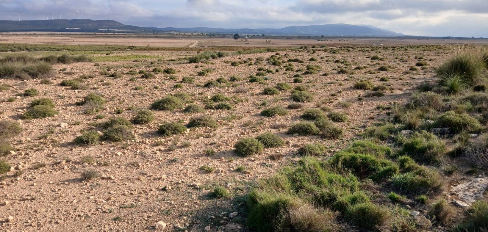 Venta - Land - Yecla