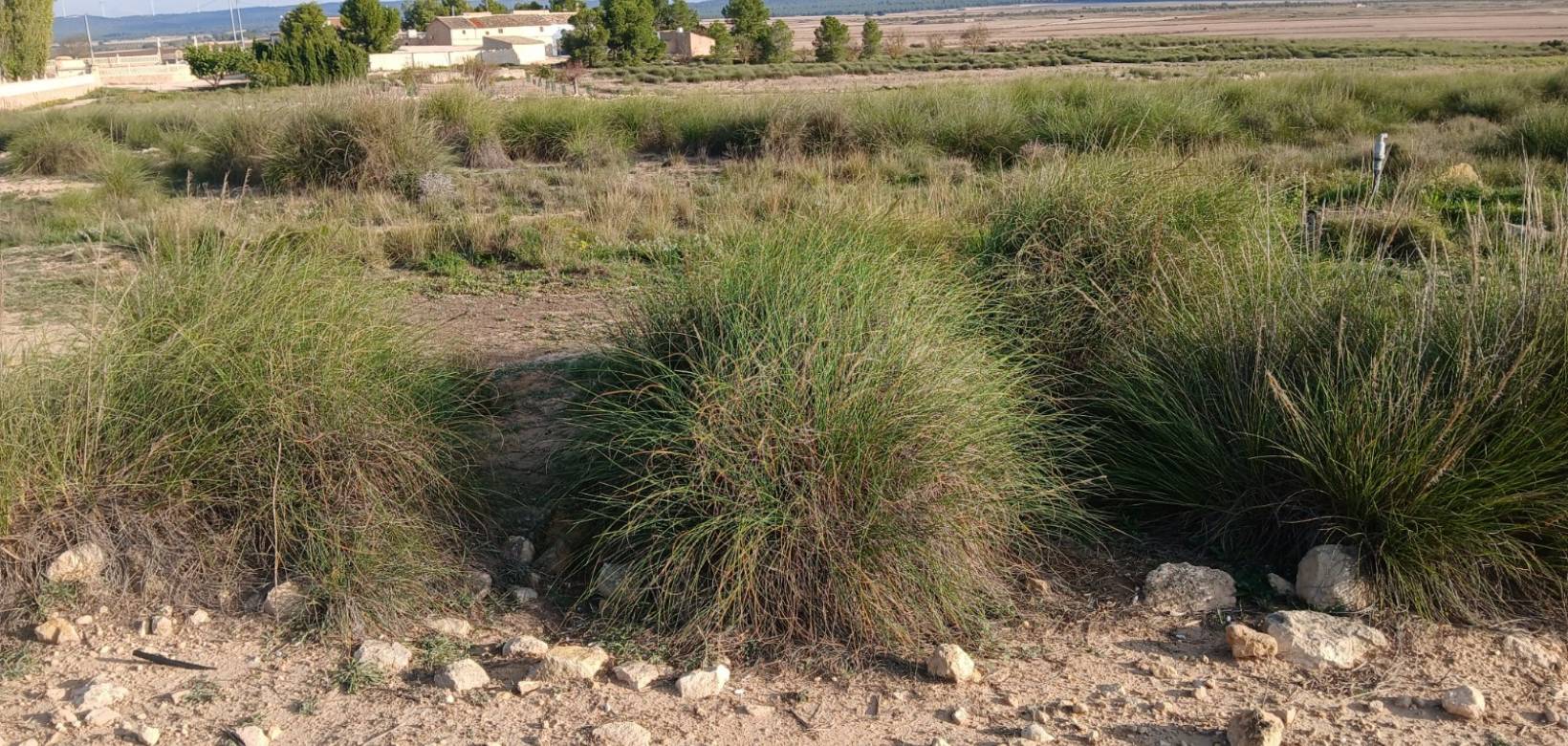 Venta - Land - Yecla