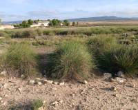 Venta - Land - Yecla