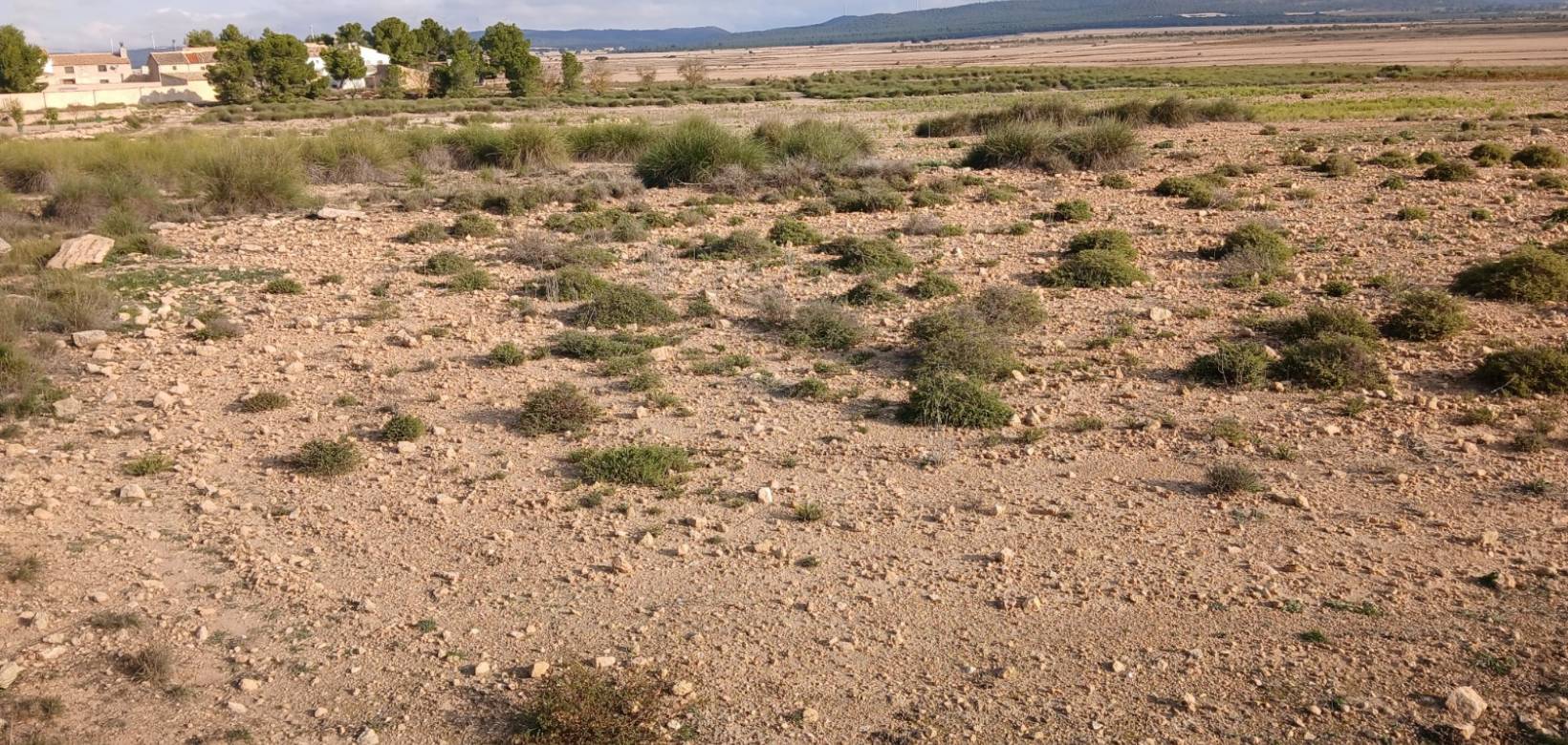 Venta - Land - Yecla
