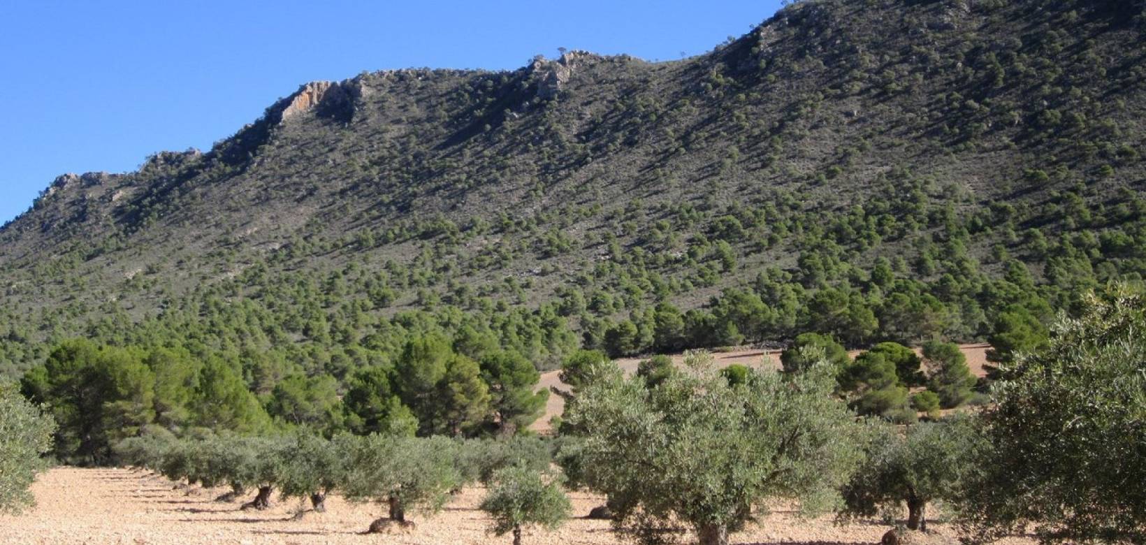 Venta - Land - Yecla