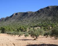 Venta - Land - Yecla