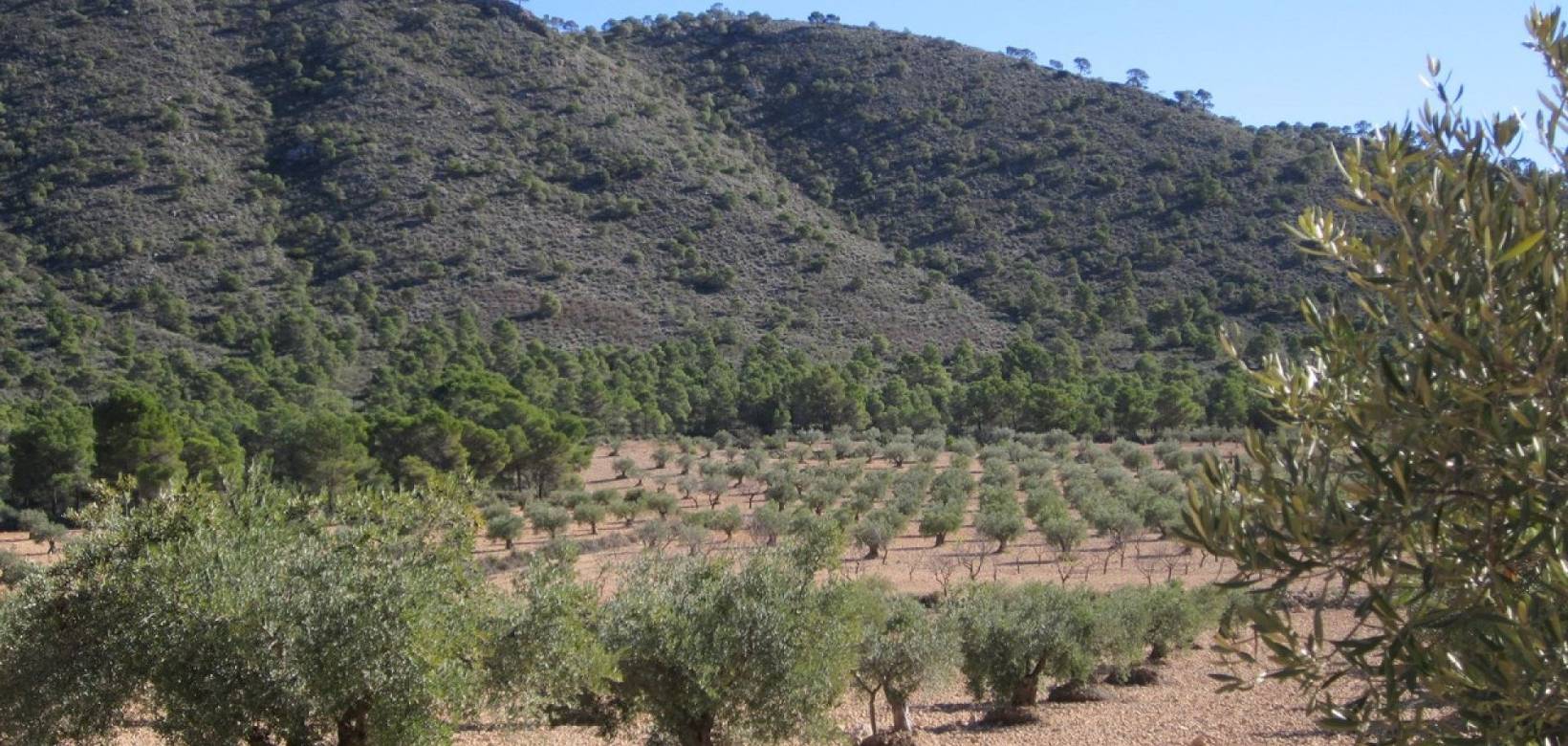 Venta - Land - Yecla