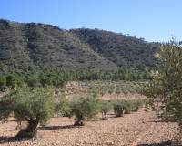 Venta - Land - Yecla