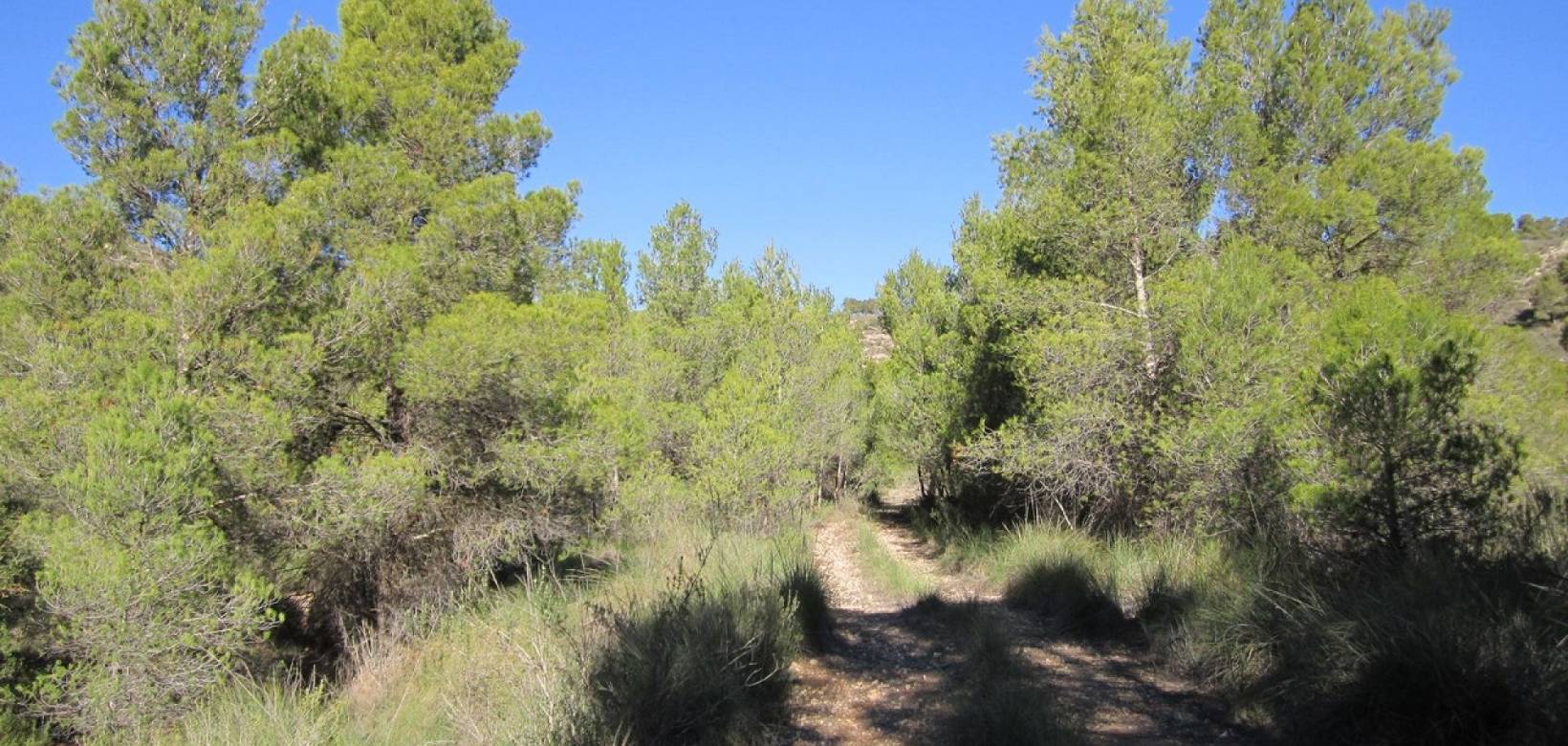 Venta - Land - Yecla