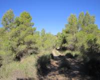 Venta - Land - Yecla