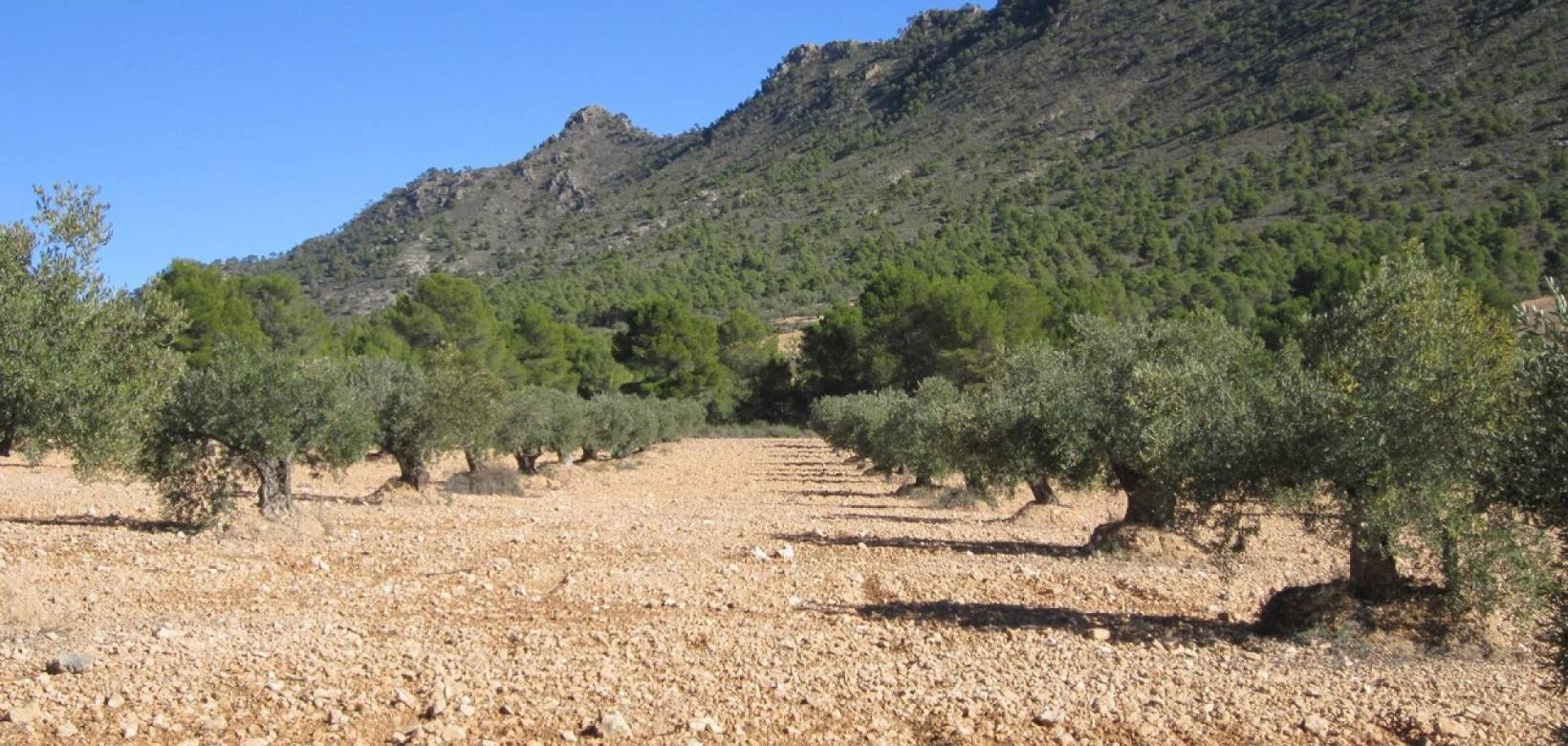 Venta - Land - Yecla