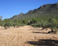 Venta - Land - Yecla