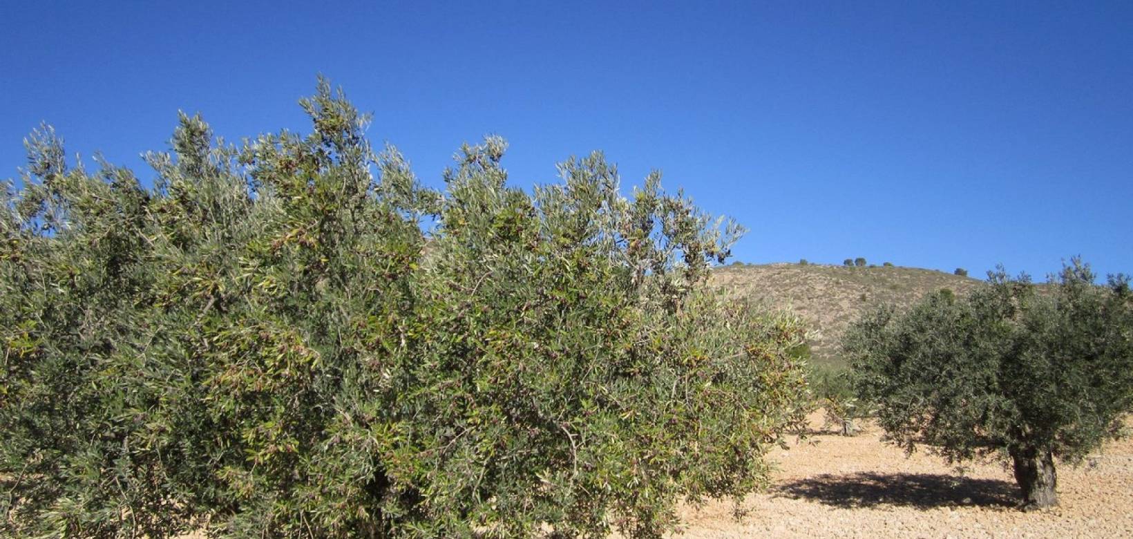 Venta - Land - Yecla