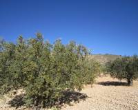 Venta - Land - Yecla