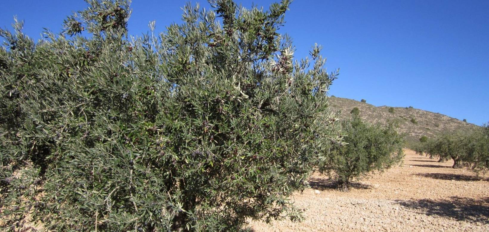 Venta - Land - Yecla