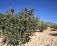 Venta - Land - Yecla