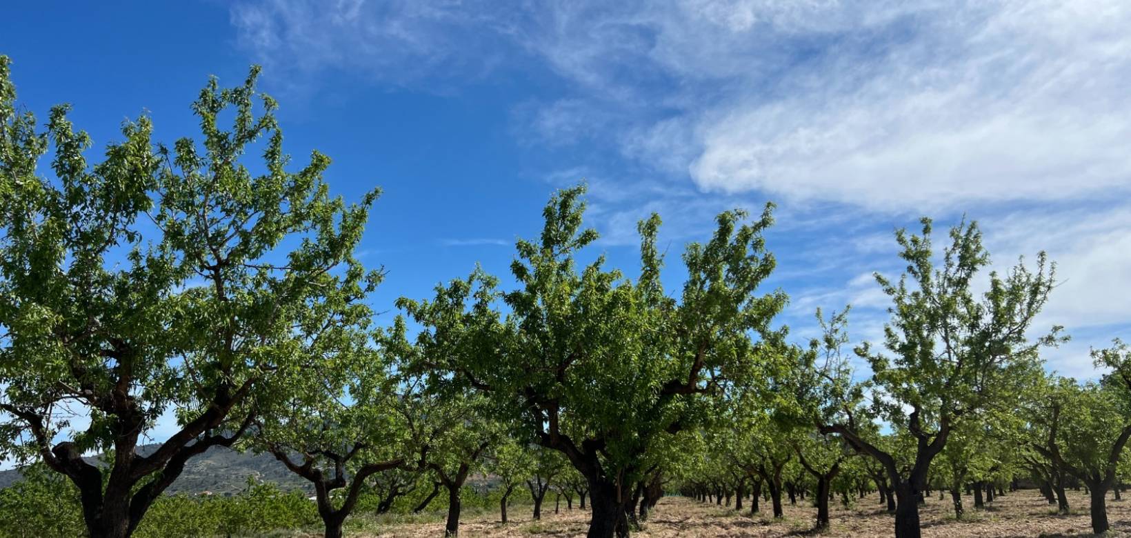 Venta - Plot / Land - Hondón de los Frailes