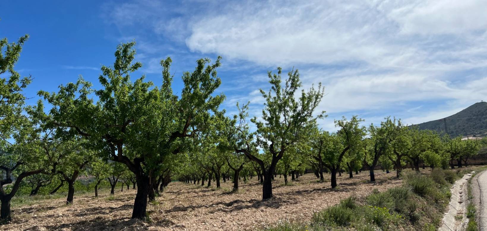 Venta - Plot / Land - Hondón de los Frailes