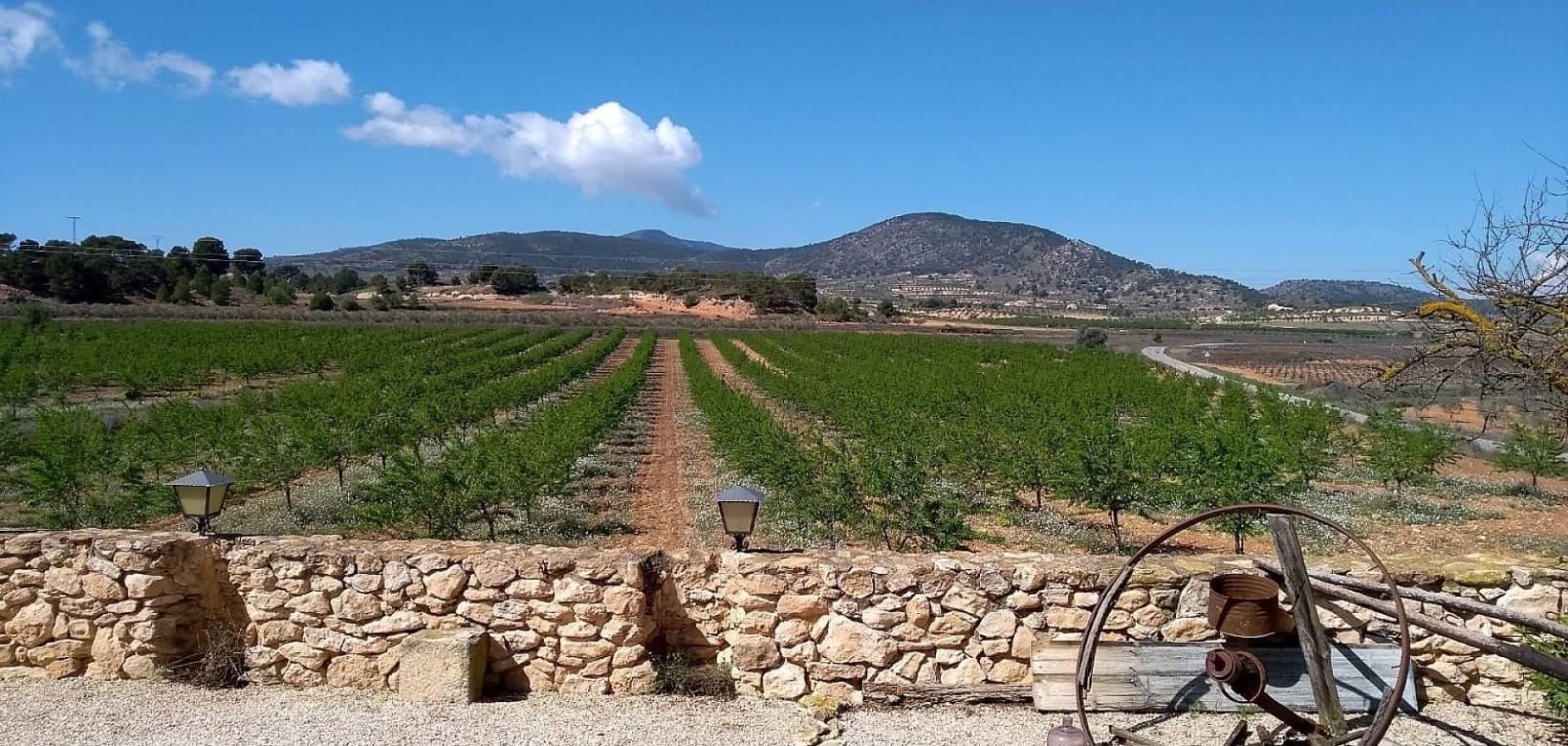 Venta - Semi-detached - Pinoso