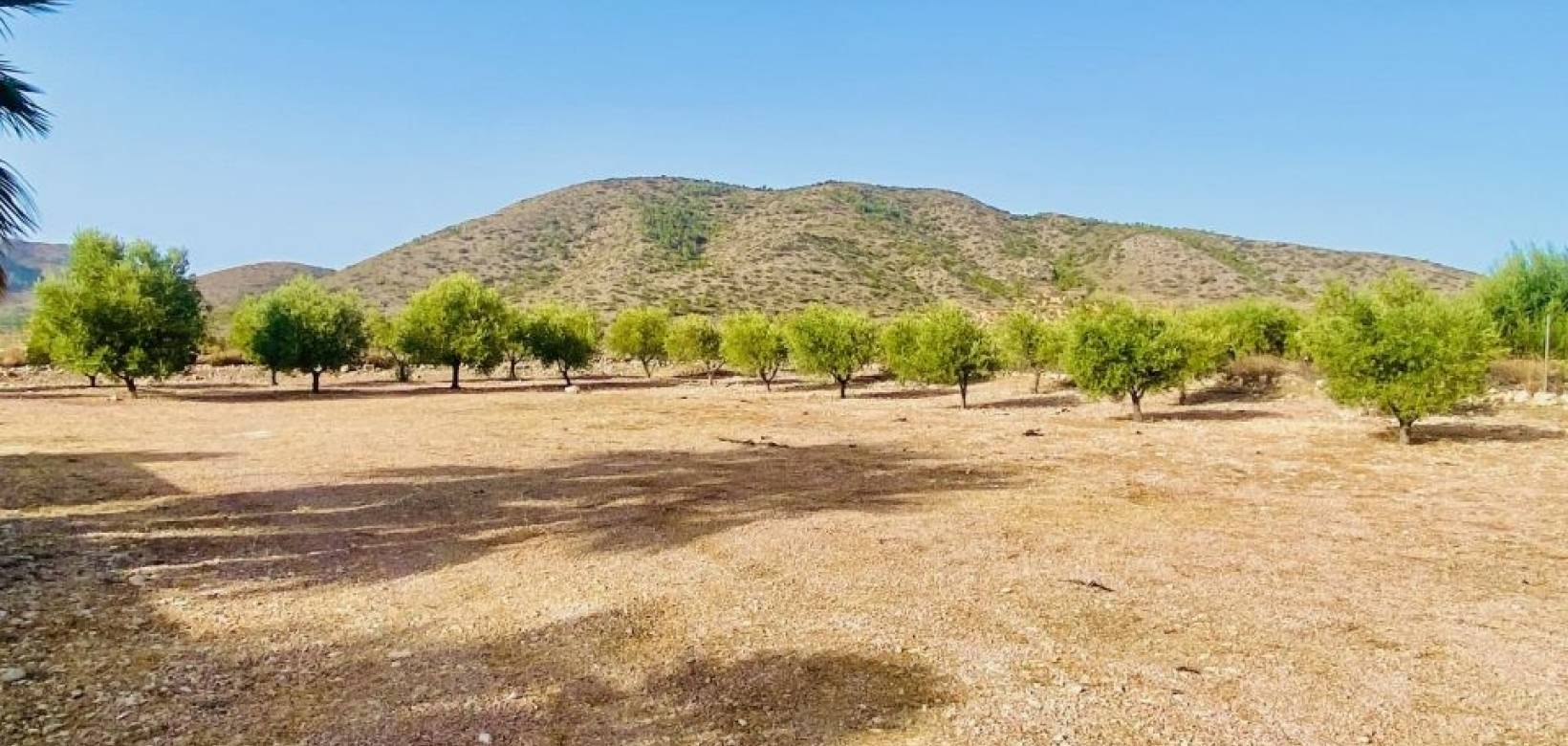Venta - Villa - Hondón de las Nieves