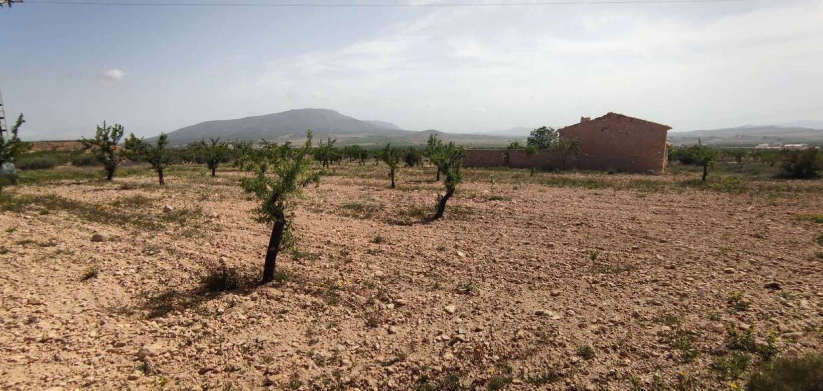 Wederverkoop - Country house - Pinoso - 