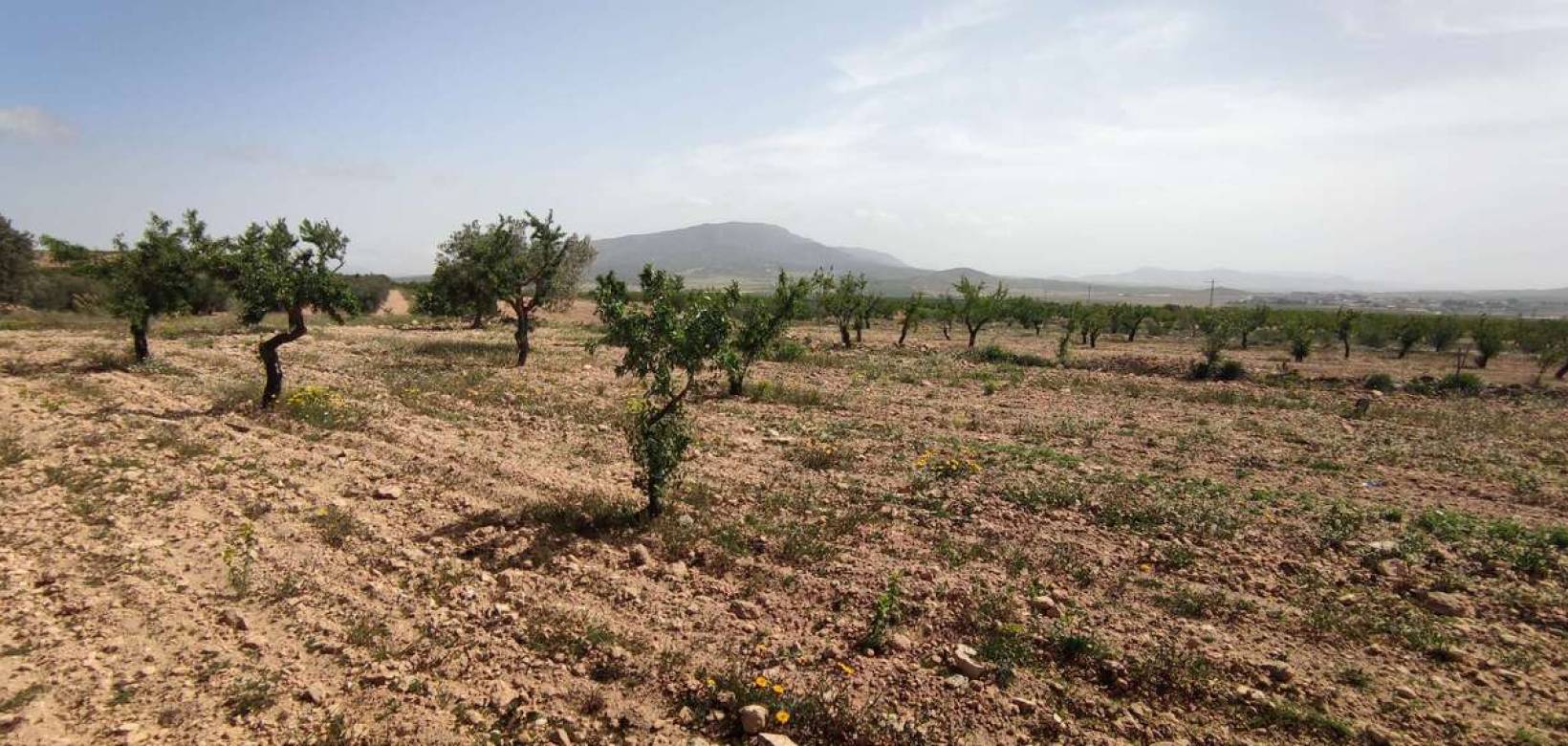 Wederverkoop - Country house - Pinoso - 