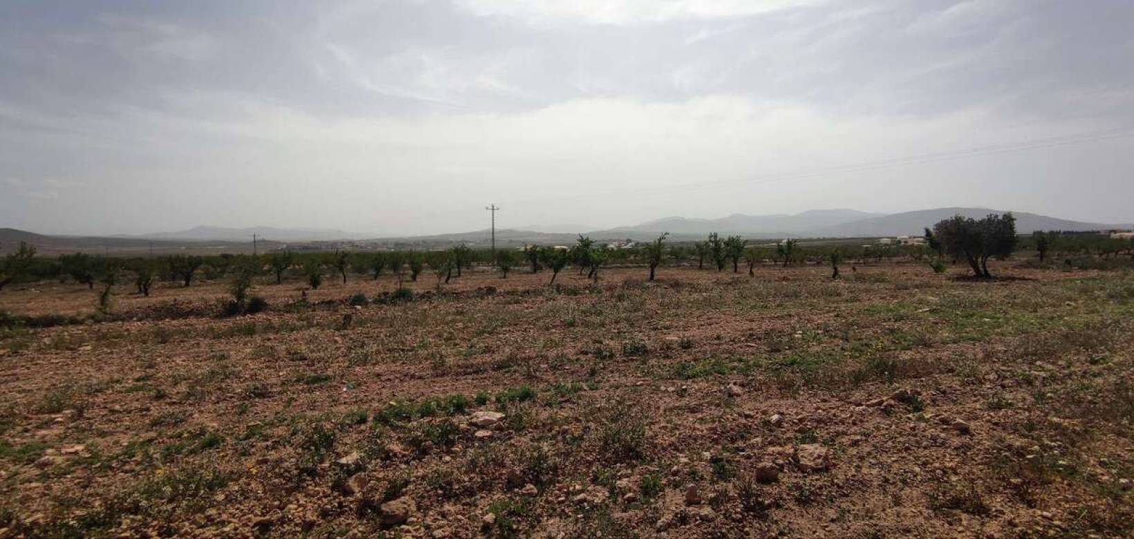 Wederverkoop - Country house - Pinoso - 