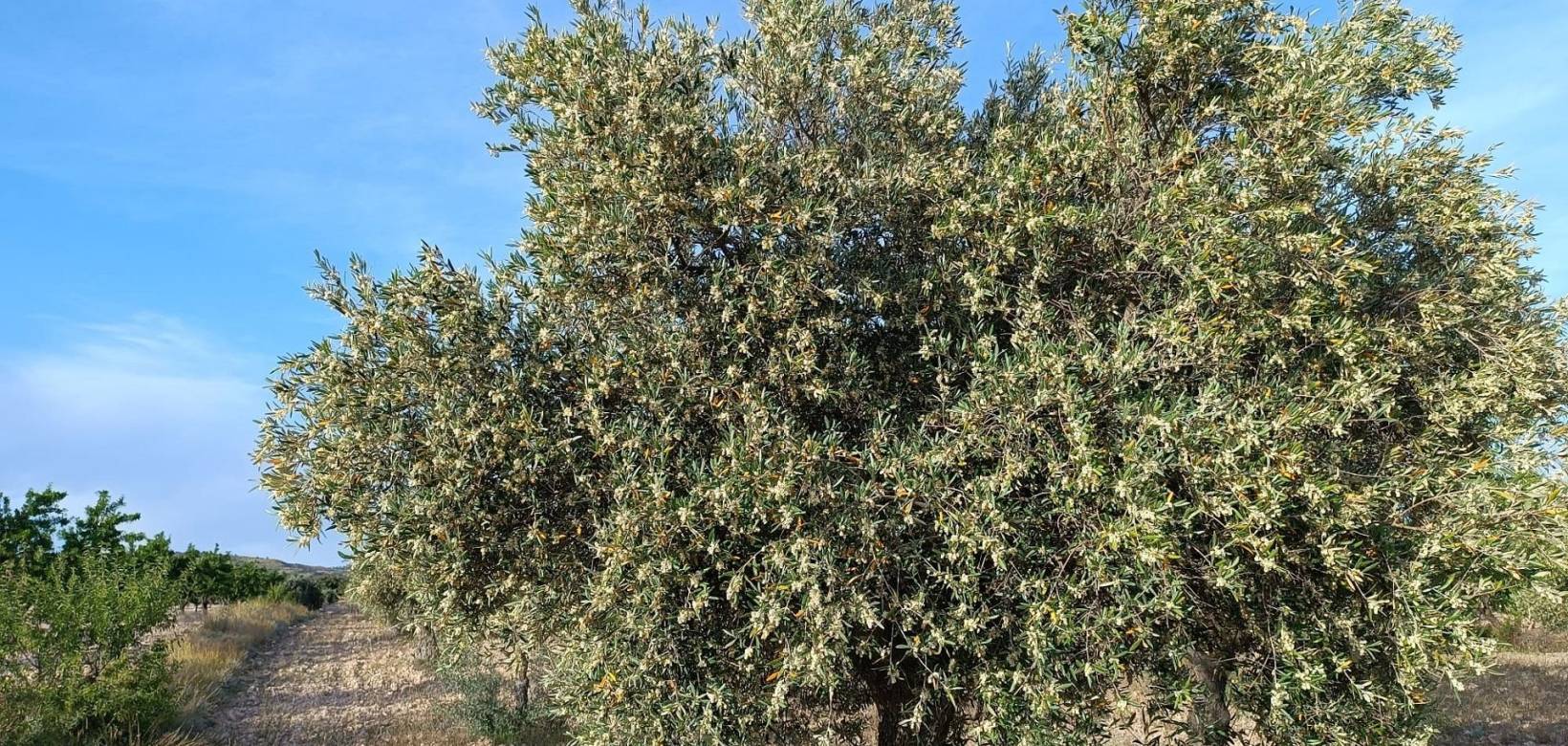 Wederverkoop - Country house - Yecla