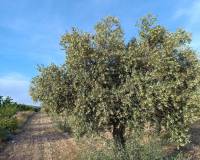 Wederverkoop - Country house - Yecla