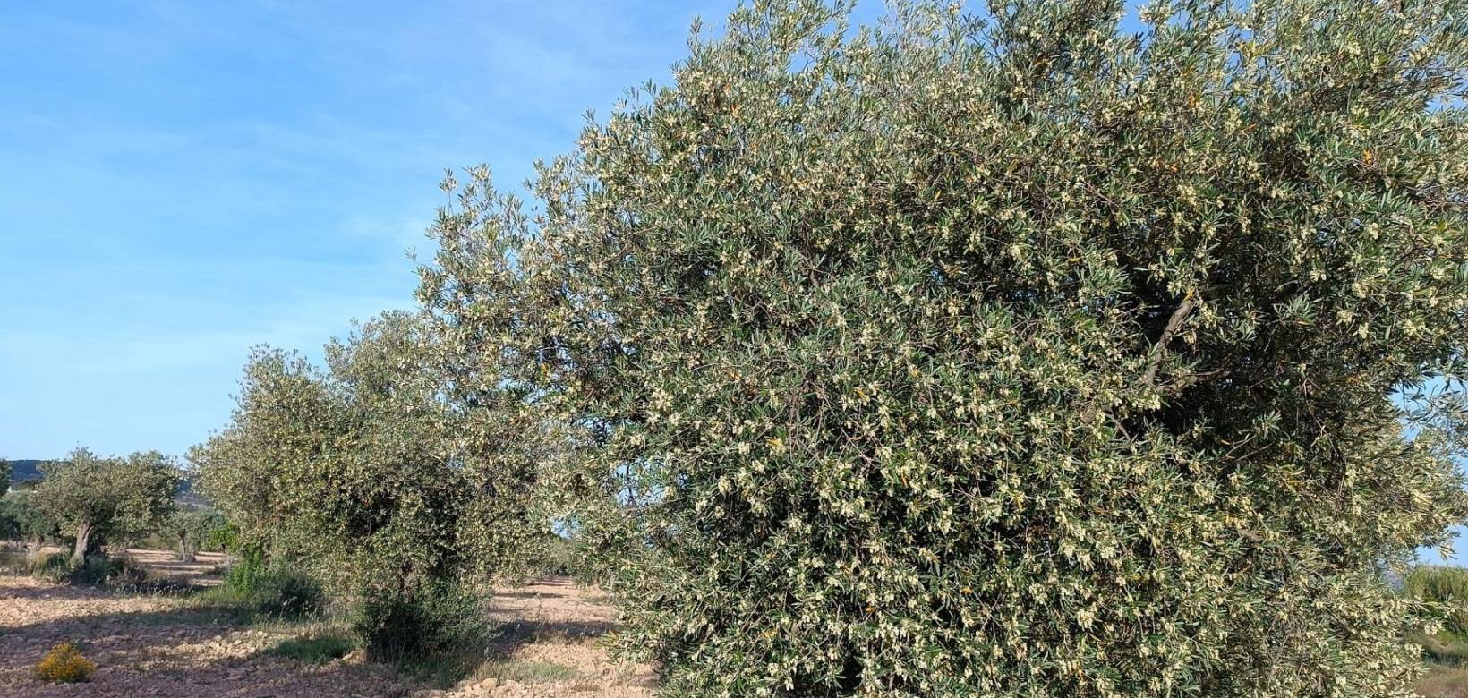 Wederverkoop - Country house - Yecla