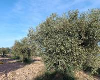 Wederverkoop - Country house - Yecla