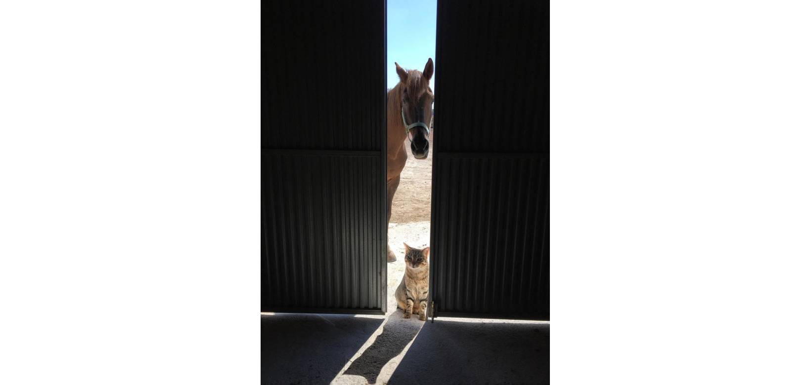 Wederverkoop - Detached villa - Torre del Rico - 