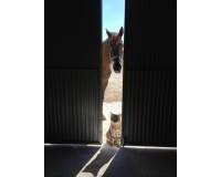 Wederverkoop - Detached villa - Torre del Rico - 