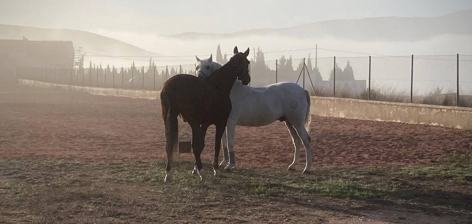 Wederverkoop - Detached villa - Torre del Rico - 