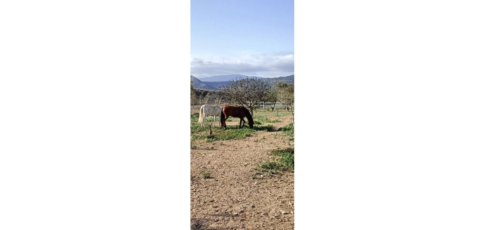 Wederverkoop - Equestrian property -  - Monovar