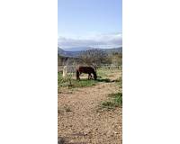 Wederverkoop - Equestrian property -  - Monovar