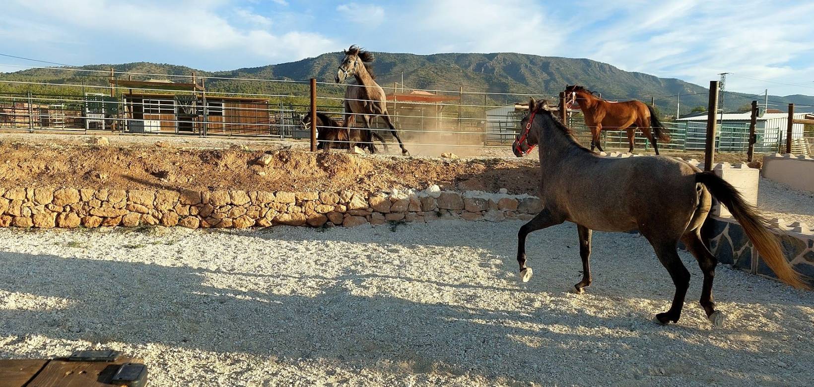 Wederverkoop - Estate - Pinoso - 