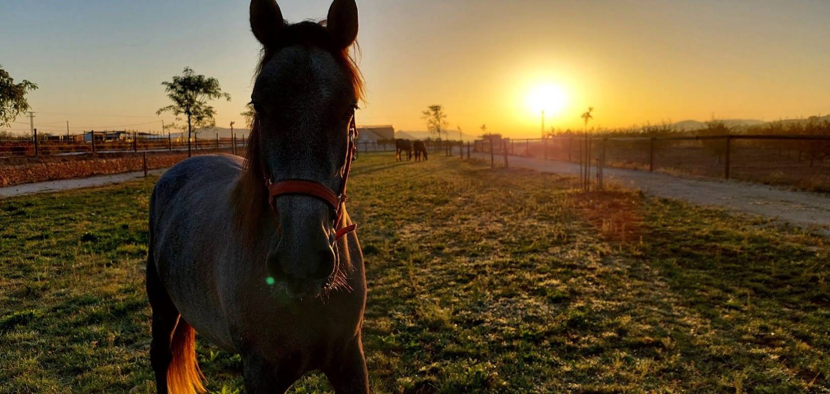 Wederverkoop - Estate - Pinoso - 