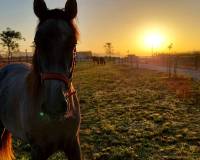 Wederverkoop - Estate - Pinoso - 