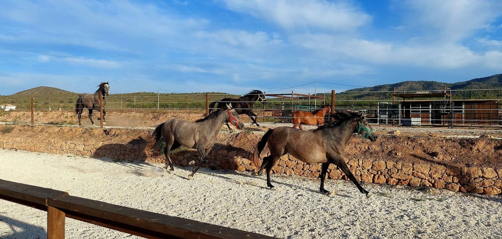 Wederverkoop - Estate - Pinoso - 