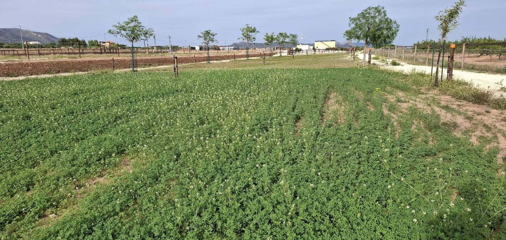 Wederverkoop - Estate - Pinoso - 