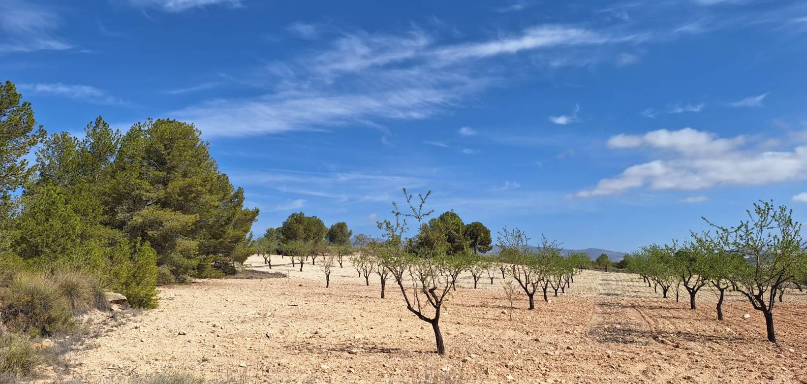 Wederverkoop - Grond - La Zarza