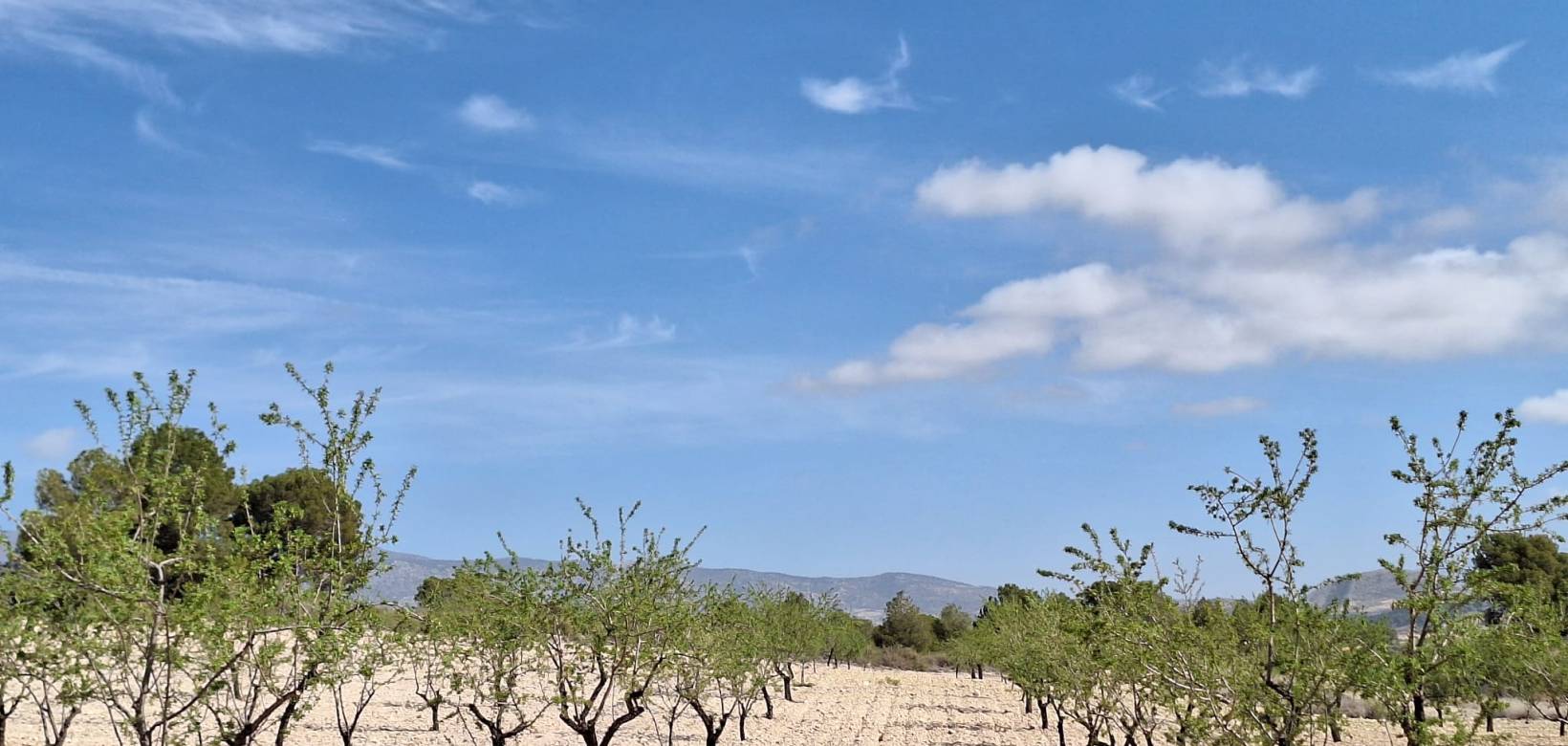 Wederverkoop - Grond - La Zarza