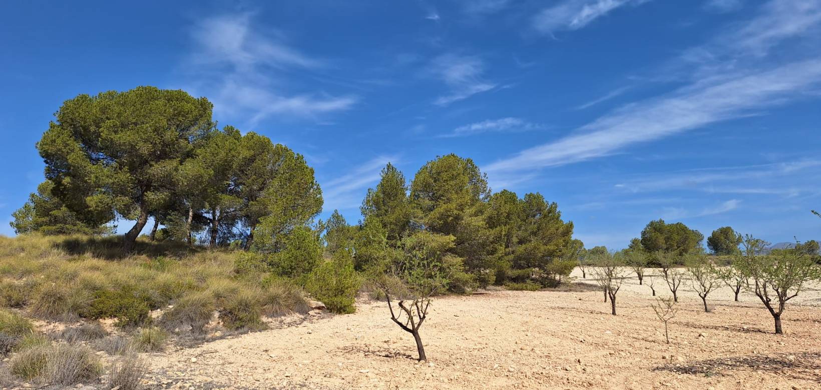 Wederverkoop - Grond - La Zarza