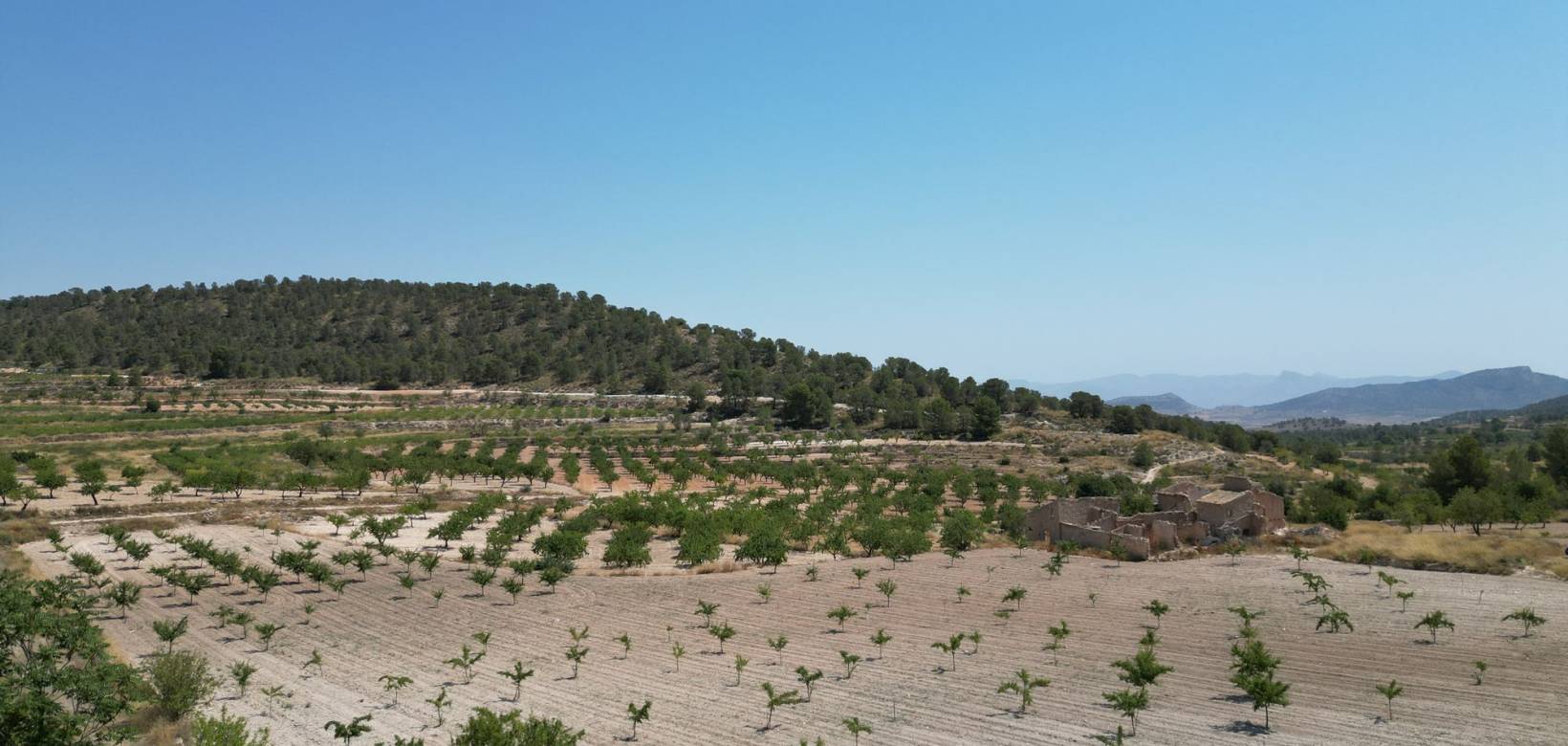 Wederverkoop - Grond - Monovar