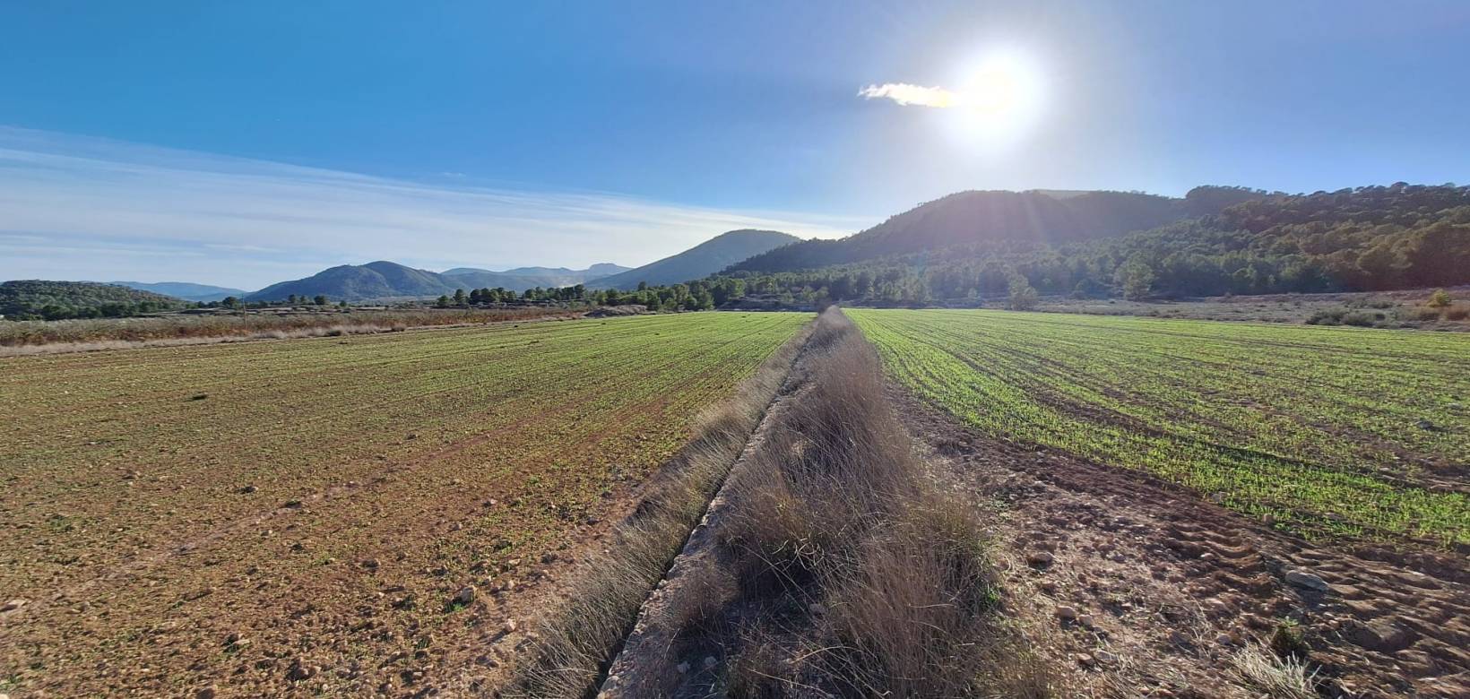 Wederverkoop - Grond - Monovar