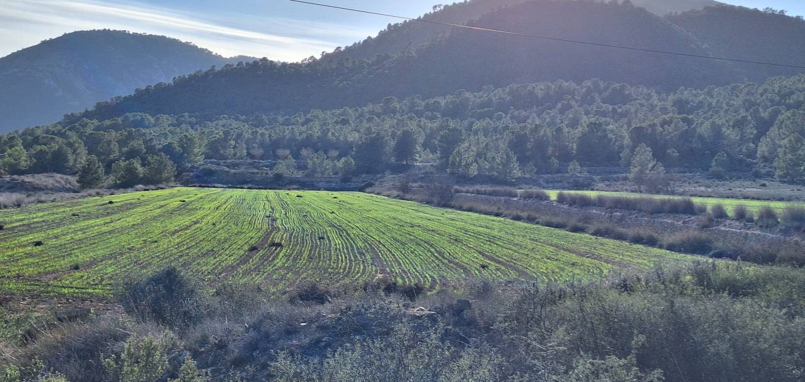 Wederverkoop - Grond - Monovar