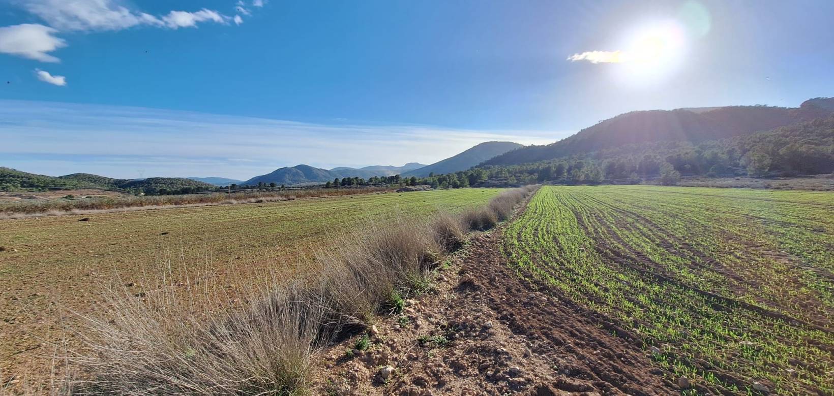 Wederverkoop - Grond - Monovar