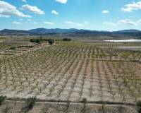 Wederverkoop - Grond - Pinoso