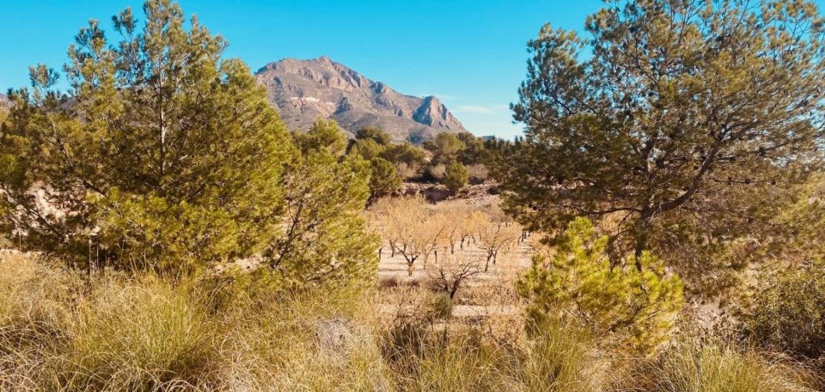 Wederverkoop - Grot huis - Barinas - 