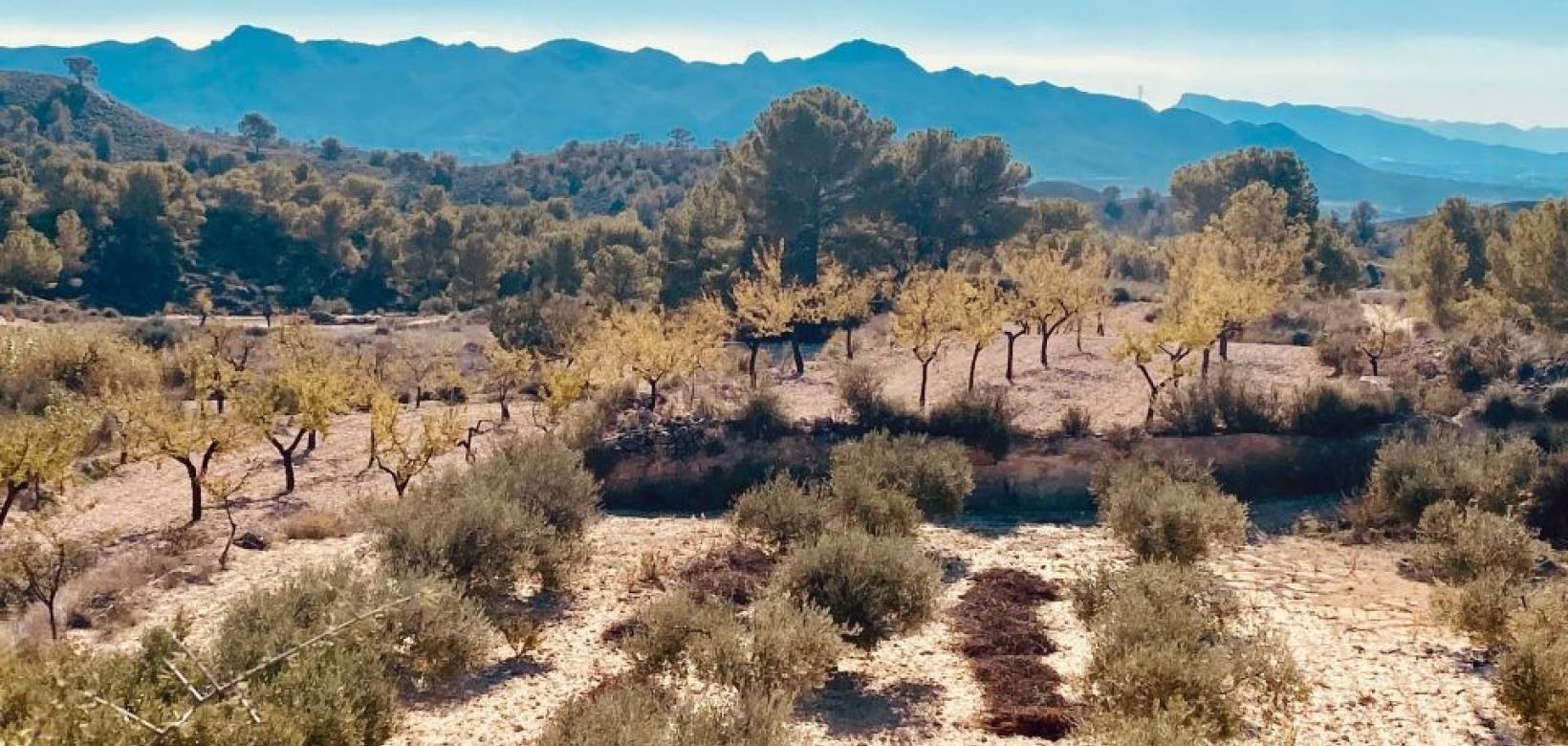 Wederverkoop - Grot huis - Barinas - 