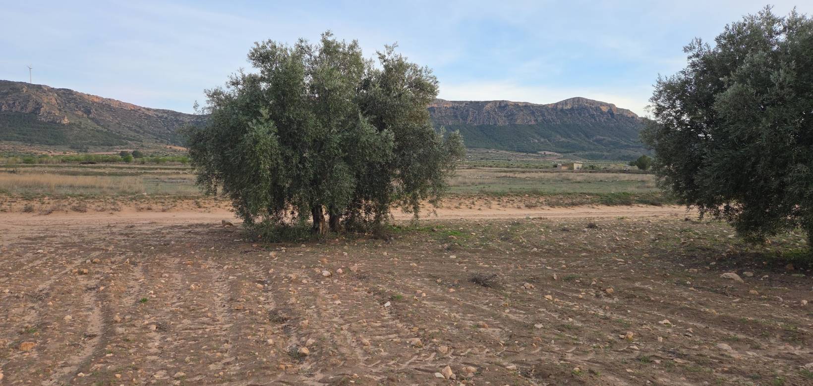 Wederverkoop - Land - Jumilla