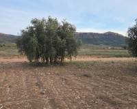 Wederverkoop - Land - Jumilla