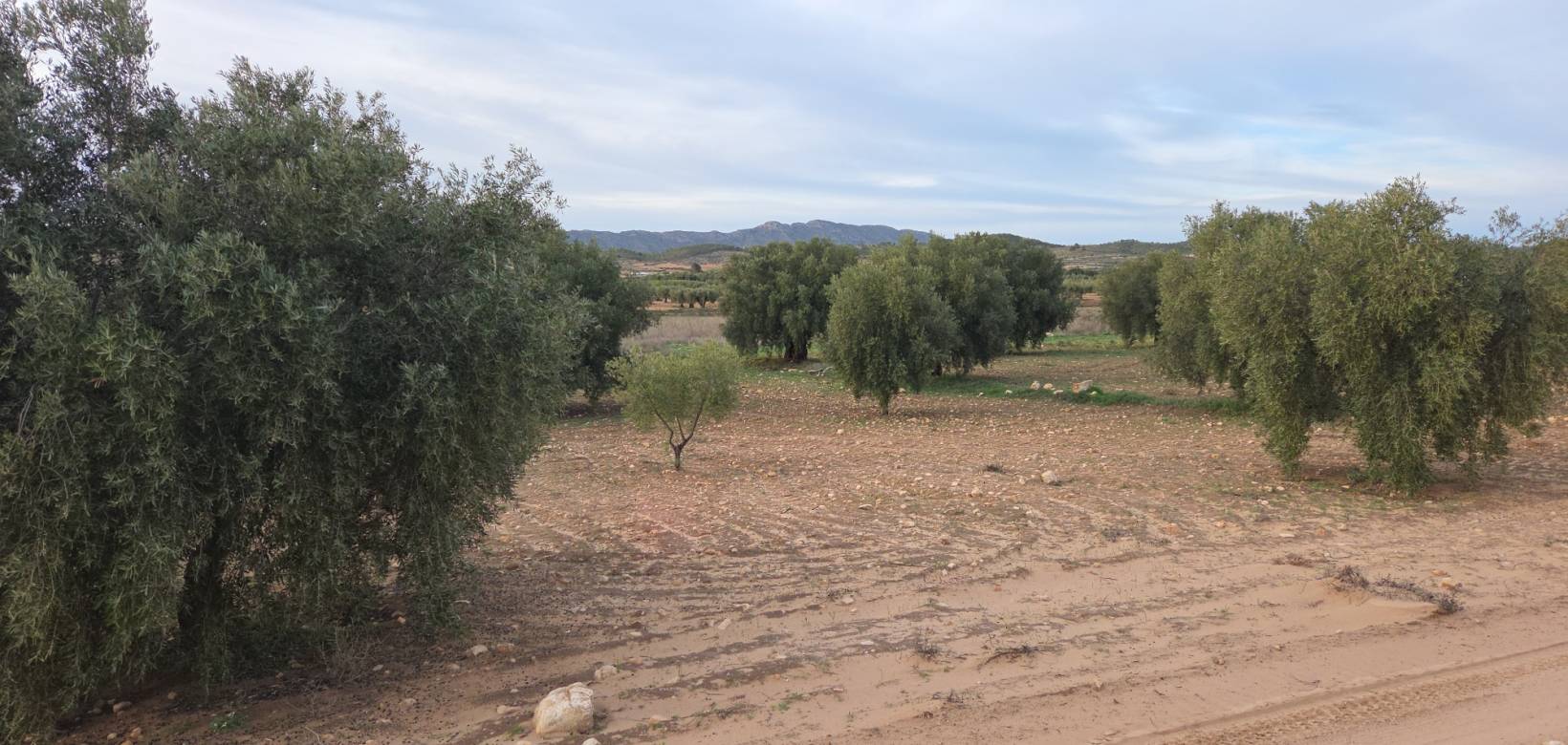Wederverkoop - Land - Jumilla